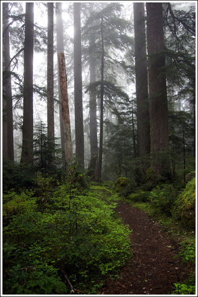 Trail, trees, mist.